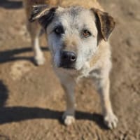 Liebe Cassey sucht ein Zuhause, Hündin zur Adoption