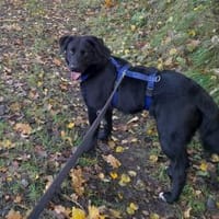 Anton sucht ein Zuhause, Hund zur Adoption