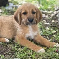 Athena sucht Dich!, Hündin zur Adoption