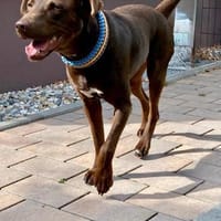Roma sucht dringend eine neue Bleibe, Hündin zur Adoption