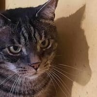 Alfred wartet in München auf dich, Katze zur Adoption