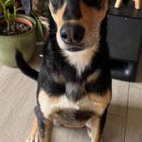 Luke sucht sein Zuhause, Hund zur Adoption