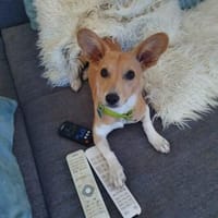 Cherry- mit den besonderen Ohren, Hündin zur Adoption