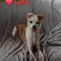 Lola - sucht ein ruhiges Plätzchen, Hündin zur Adoption