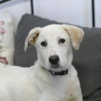 Snowy - wartet in 97440 Werneck, Hündin zur Adoption