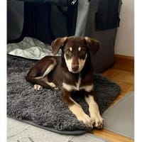 Fjella - wartet in 79114 Freiburg, Hündin zur Adoption