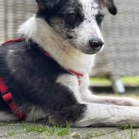 Yori - die Entdeckerin, Hündin zur Adoption