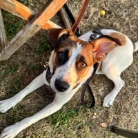Jari - ist eine liebenswerte Seele, Hündin zur Adoption