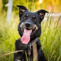 Hast du ein Körbchen frei für Mulani?, Hündin zur Adoption