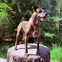KENZO- LEBENSFREUDE AUF VIER PFOTEN, Hund zur Adoption