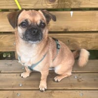 Mops-Mischling Olli, Hund zur Adoption