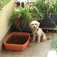 SAMANTHA - jetzt lerne ich Familienleben, Hündin zur Adoption