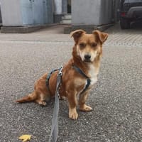 Verschmuste Lissy❤ sucht liebes Heim, Hündin zur Adoption
