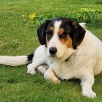 Süße♥Nisha♥ wartet in 25474 Bönningstedt, Hündin zur Adoption