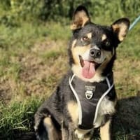 Herzensdieb Cap sucht ein Zuhause, Hund zur Adoption