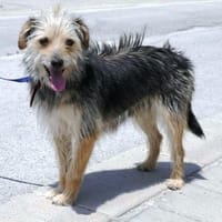 Birke ist so zierlich und bezaubernd!, Hündin zur Adoption