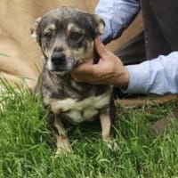 Calina 37 cm (Pflegestelle), Hündin zur Adoption
