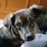 Otto von kettenlos, Hund zur Adoption