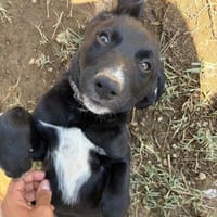 Kleiner Tommy entkam dem Feuer, Hund zur Adoption
