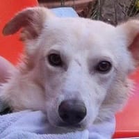 Wird Gas Ihr neues Familienmitglied?, Hund zur Adoption