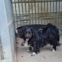 Tino, kleiner Herzensbrecher sucht Dich, Hund zur Adoption