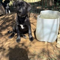 Kleiner Harry entkam dem Feuer, Hund zur Adoption