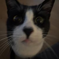 Zuhause gesucht für Balu, Kater zur Adoption