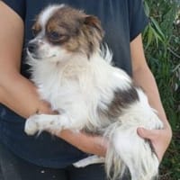 Claire 30 cm (Pflegestelle), Hündin zur Adoption
