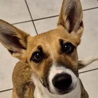 Ira sucht ein liebevolles Zuhause, Hündin zur Adoption