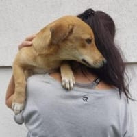 Laureen 30 cm (Pflegestelle), Hündin zur Adoption