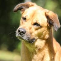 Wer gibt Figo eine 2. Chance?, Hund zur Adoption