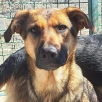 Vidra - möchte das Leben kennenlernen, Hündin zur Adoption