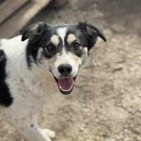 Tonie  bereit für ihr neues Kapitel, Hündin zur Adoption