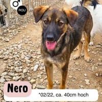 Liebenswürdiger NERO sucht Kuschelplatz, Hund zur Adoption