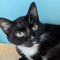 GRANOLA, chat à adopter