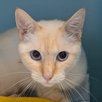 ULYSSE, chat à adopter