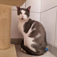 YOSHI, chat à adopter