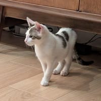 POSH, chat à adopter