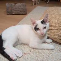 PORKY, chat à adopter