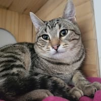 Lewis, chat à adopter