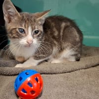 Bimbo, chatte à adopter