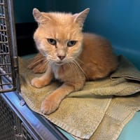 Billy, chat à adopter