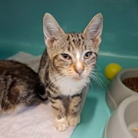 Gadjo, chat à adopter