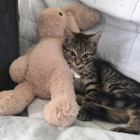 BAILEY, chat à adopter