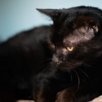 CORBEAU, chat à adopter