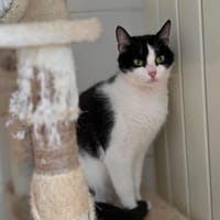 Mayou, chatte à adopter