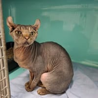 Mowgli, chat à adopter