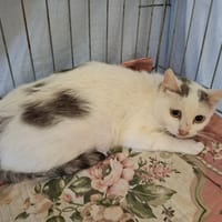 PIZZA, chatte à adopter
