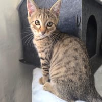 BALTHAZAR, chat à adopter