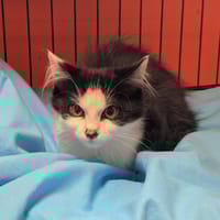 FIACRE, chat à adopter
